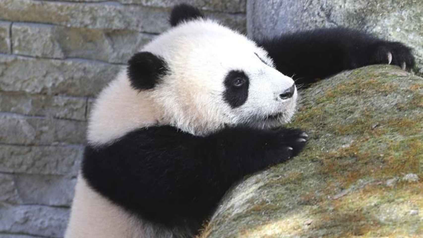 Chulina, la oso panda del zoo de Madrid
