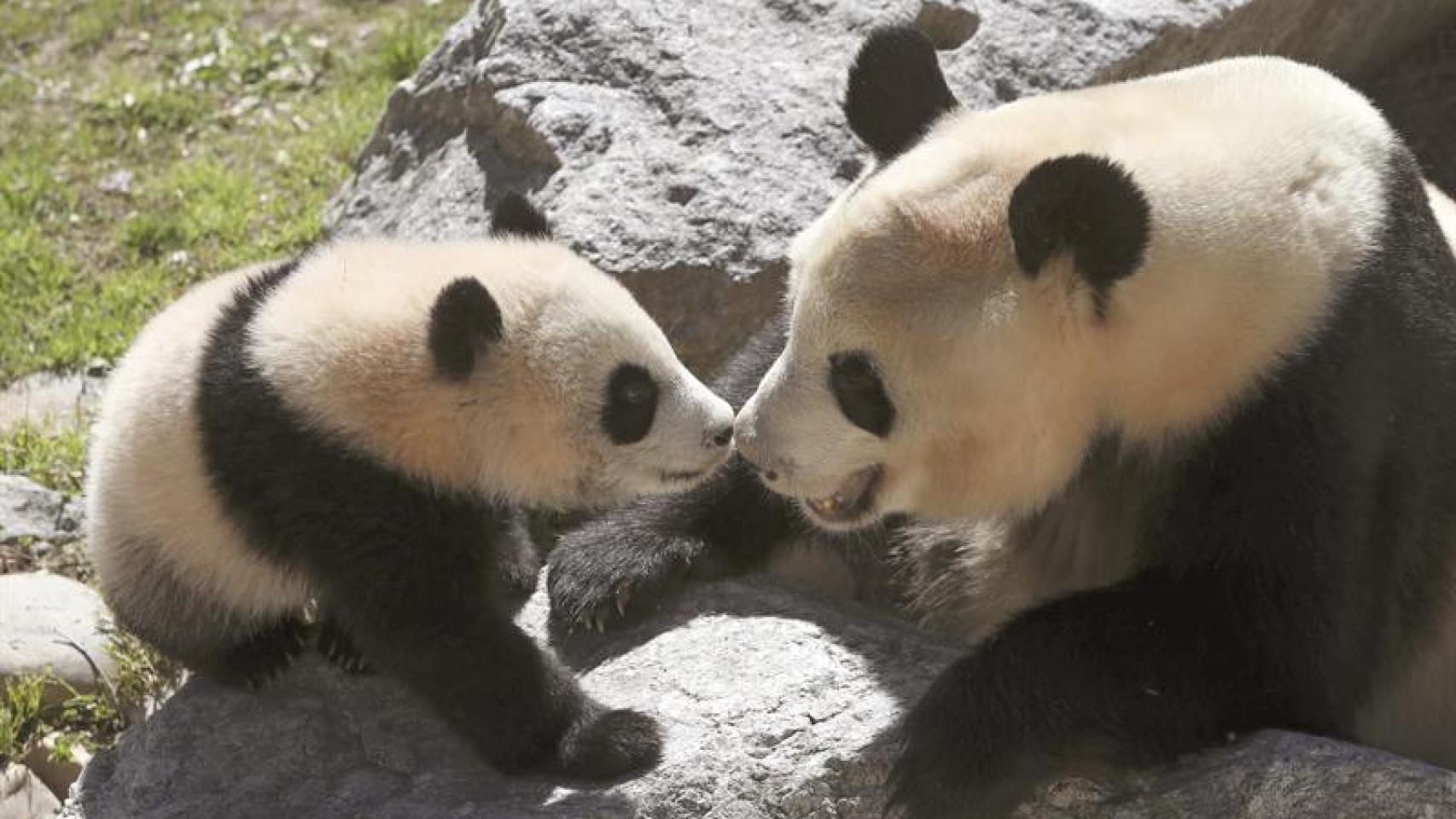 Chulina, la oso panda del zoo de Madrid