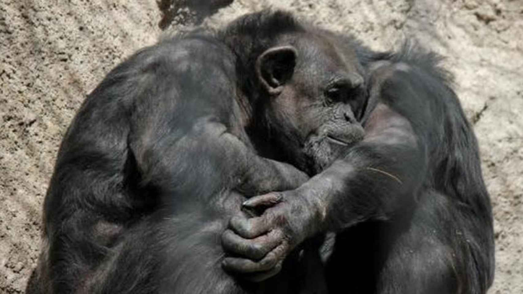 La chimpancé Cecilia