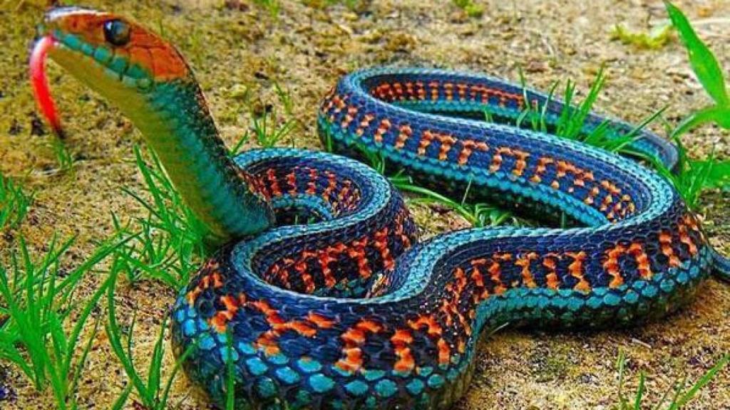 Una serpiente de liga roja