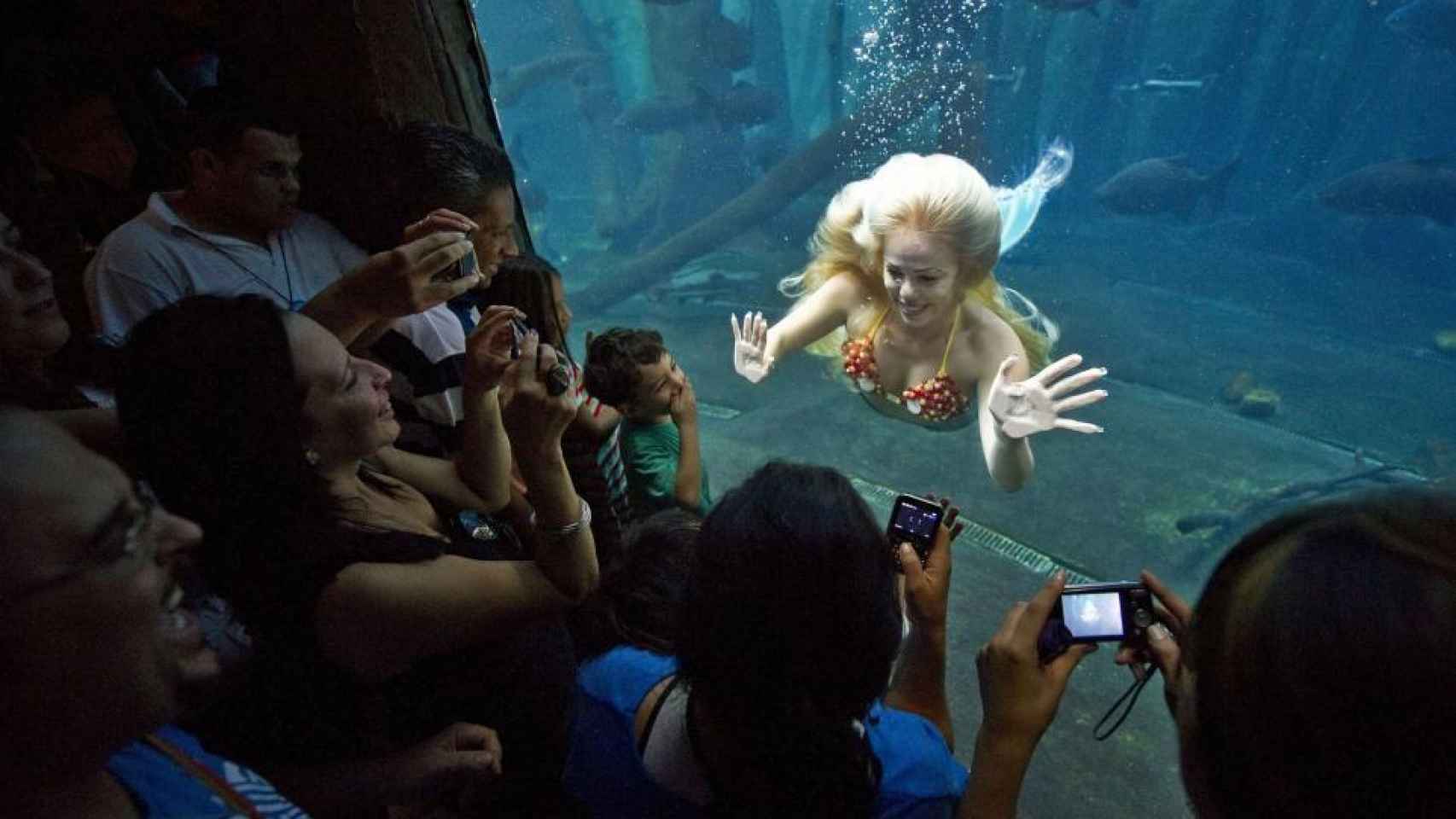 Mirella ofrece espectáculos, nada entre animales marinos mientras sus fans la observan.