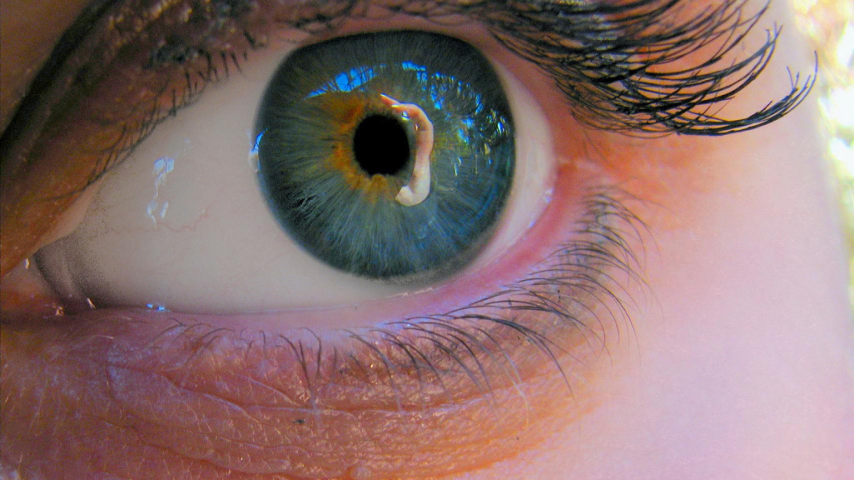 Las pupilas se encargan de regular la cantidad de luz que llega a la retina.