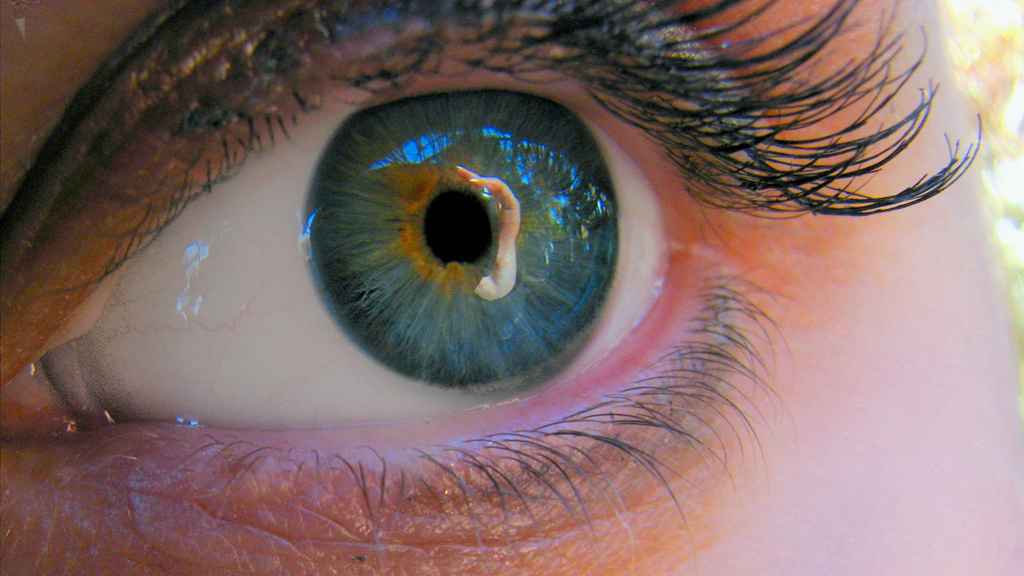 Las pupilas se encargan de regular la cantidad de luz que llega a la retina.