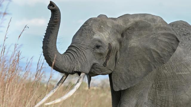 Un elefante, que viajaría tranquilamente a Marte si pudiera