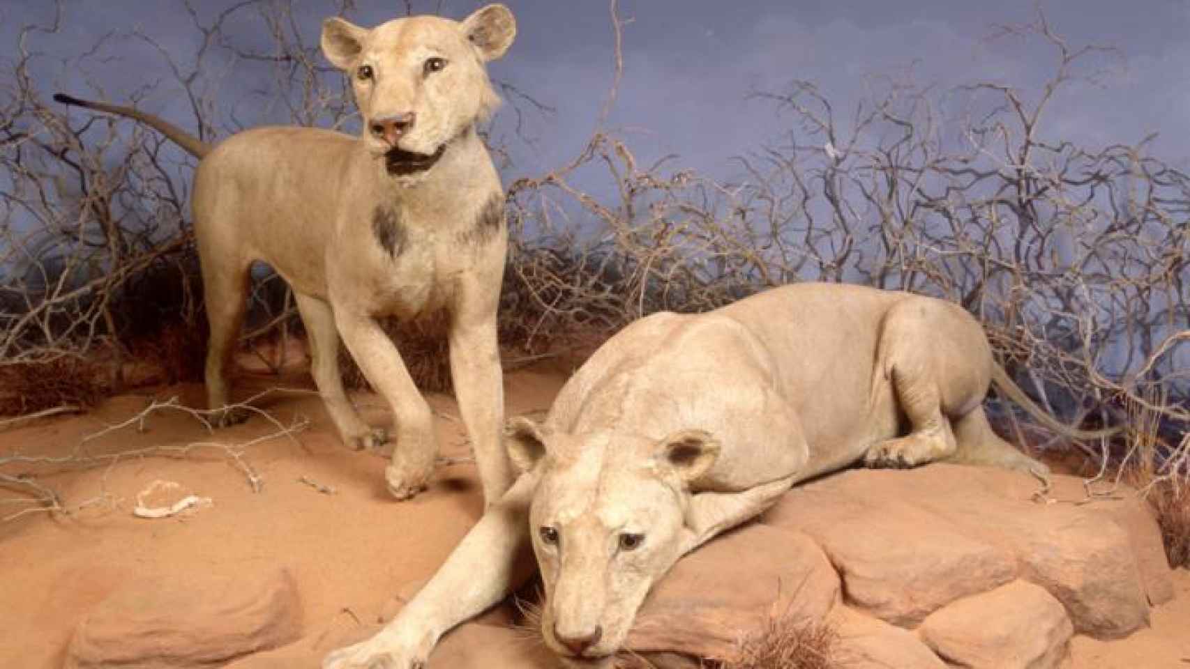 Los leones de Tsavo, expuestos en el museo.