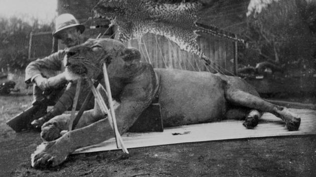 Tsavo con uno de los leones devorahombres que abatió.