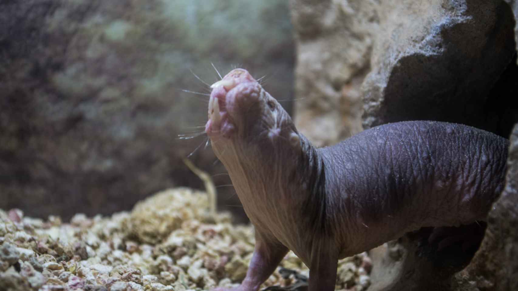 Un ratopín en el zoo de Cleveland.