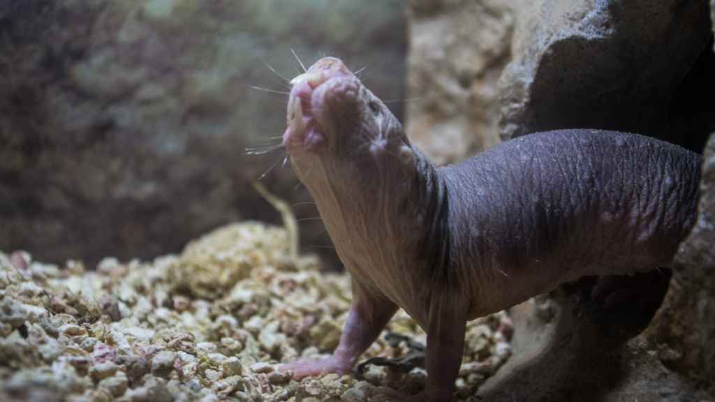 Un ratopín en el zoo de Cleveland.