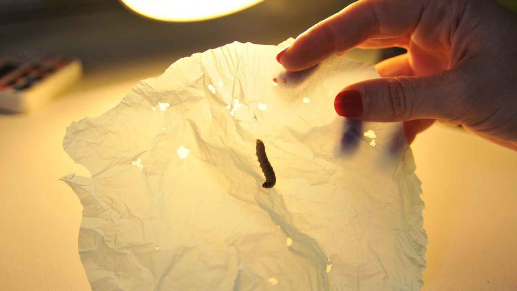 Los gusanos de la cera han demostrado deglutir el plástico.