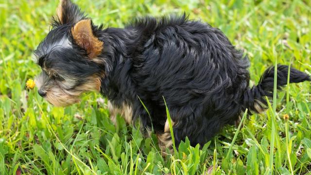 Un perro haciendo aguas mayores.