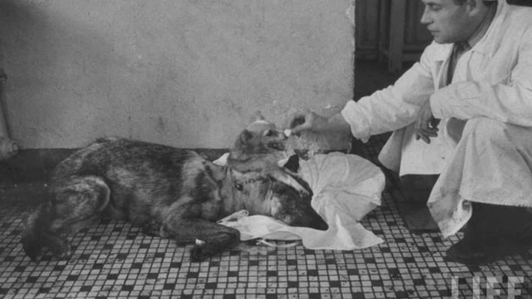 Imagen del experimento soviético en que se unió a dos perros por la cabeza.