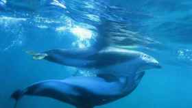 Los delfines del estudio no estaban vivos.