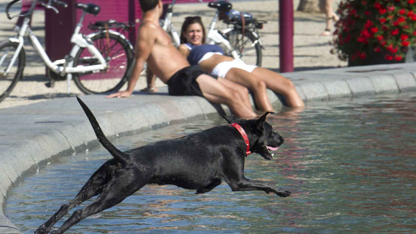 Un perro se lanza a una fuente