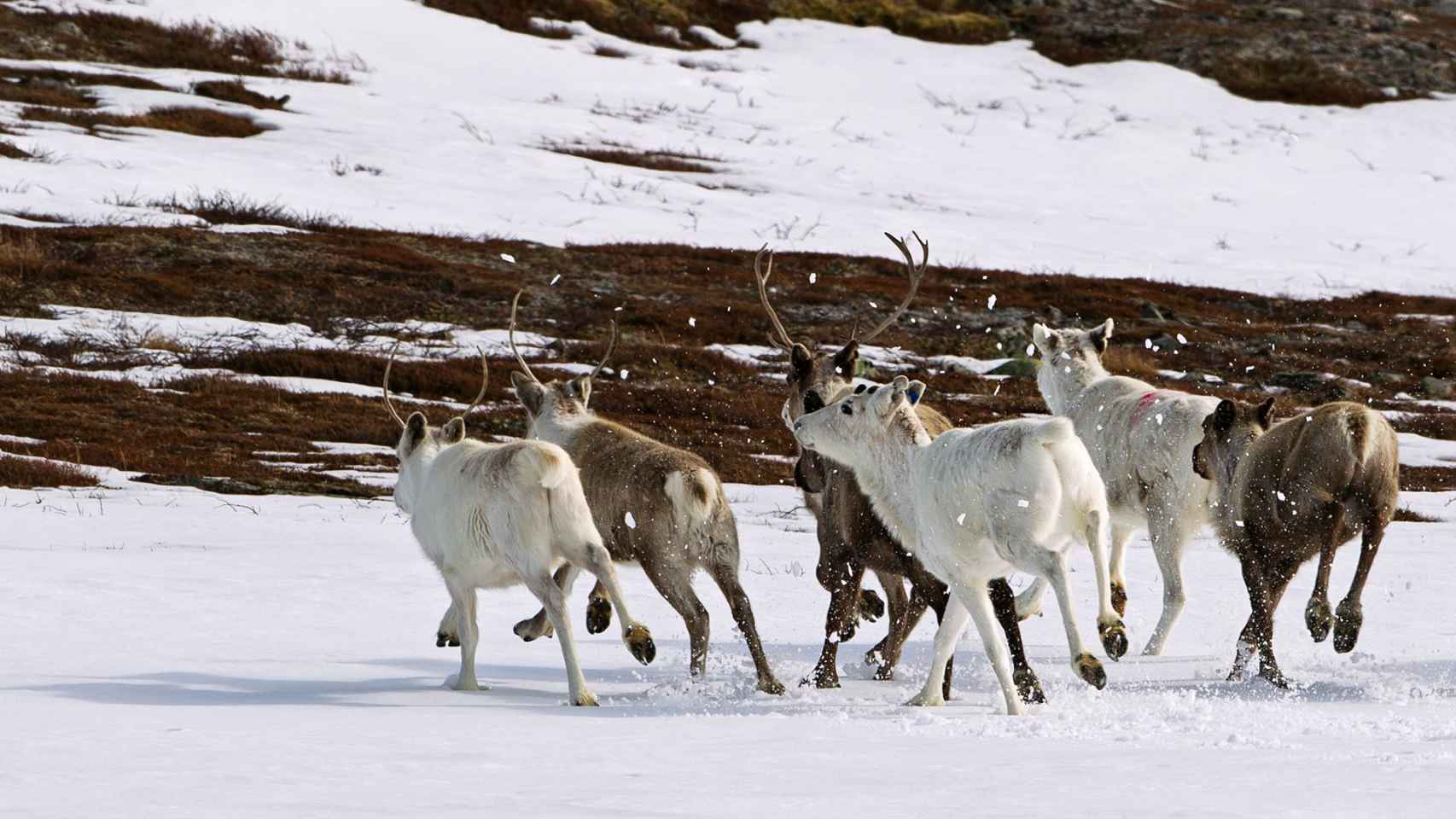 Una manada de renos noruegos.