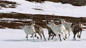 Una manada de renos noruegos.