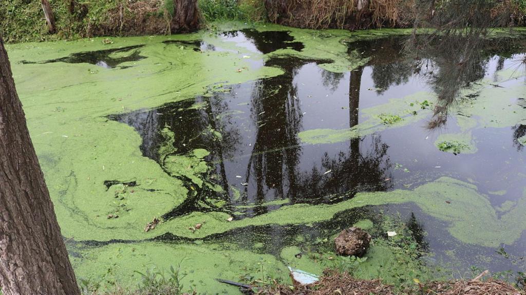 Agua con contaminación y turbia en Xochimilco.