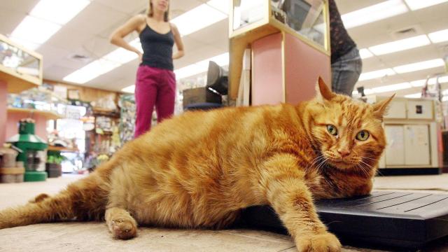 Un gato mira a la cámara mientras está tumbado.