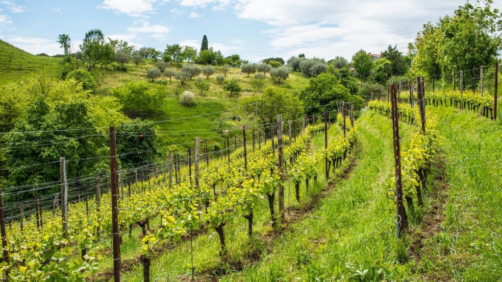 Viñedo de Diesel Farm. | Foto: cortesía de la marca.