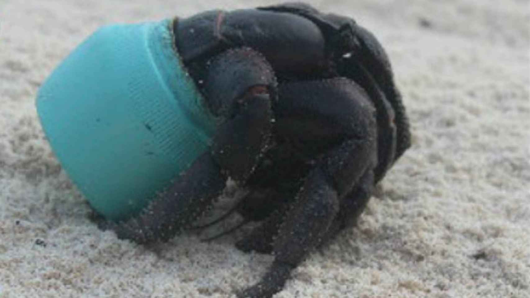 Un cangrejo hermitaño de la isla Henderson, conviviendo con el plástico.
