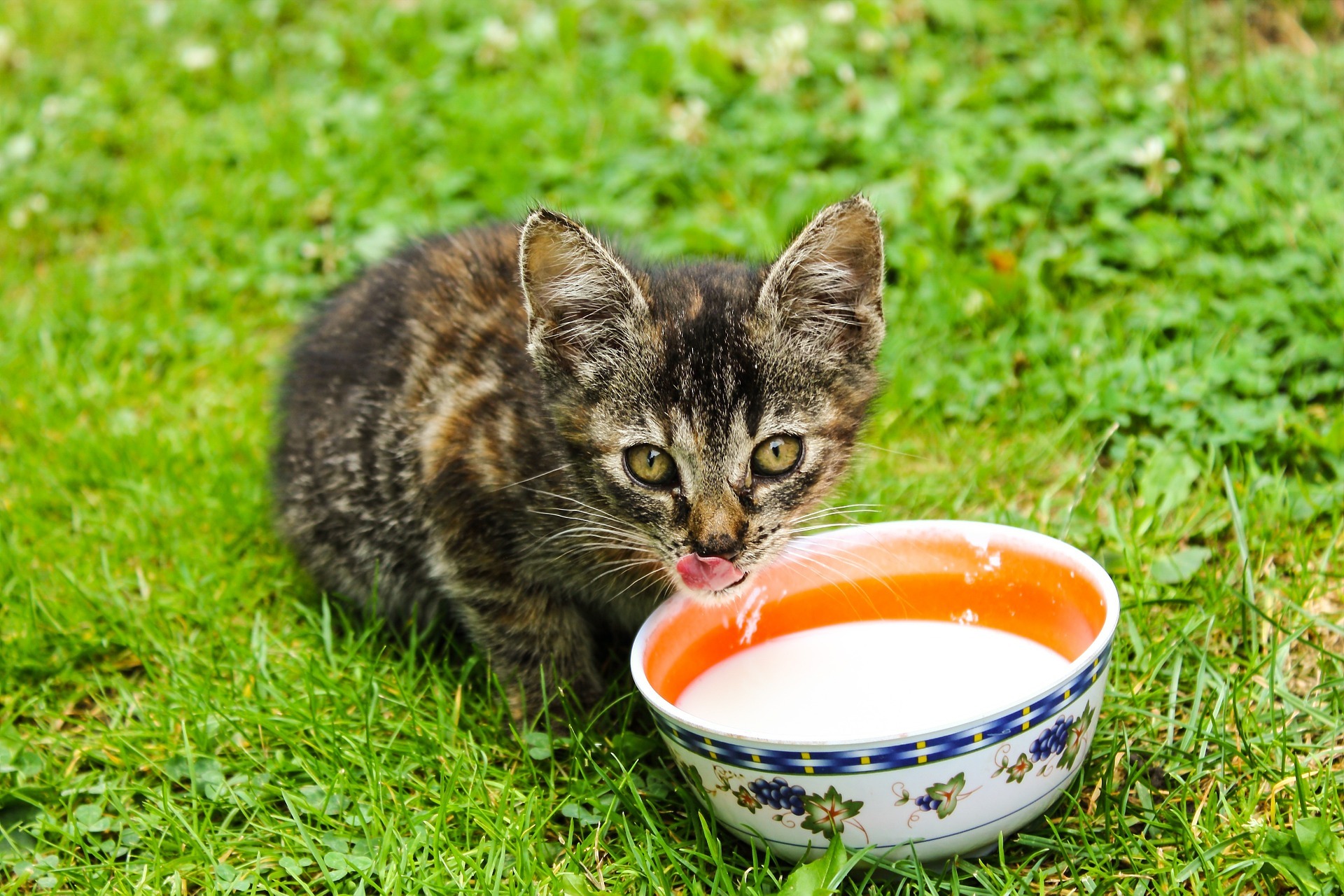 pueden los gatos y los perros comer mariscos