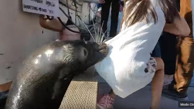 Momento exacto en que el león marino alcanza a la niña