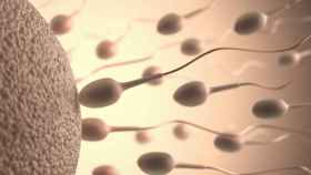 Carrera de espermatozoides para fecundar.