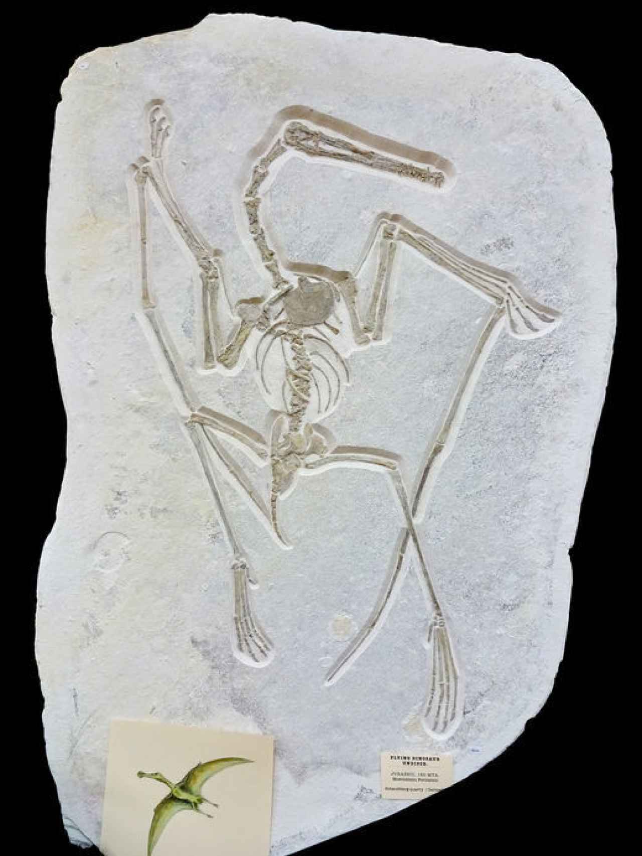 El pterosaurio retirado de la subasta.