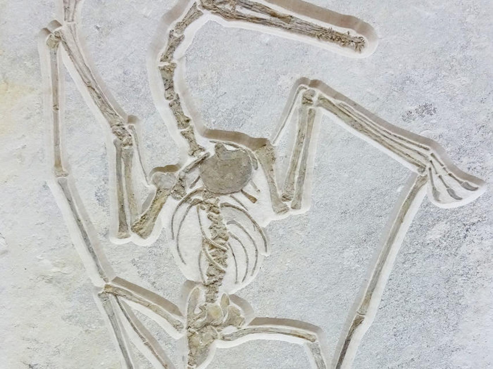 El ejemplar de pterosaurio cuya subasta se ha suspendido.