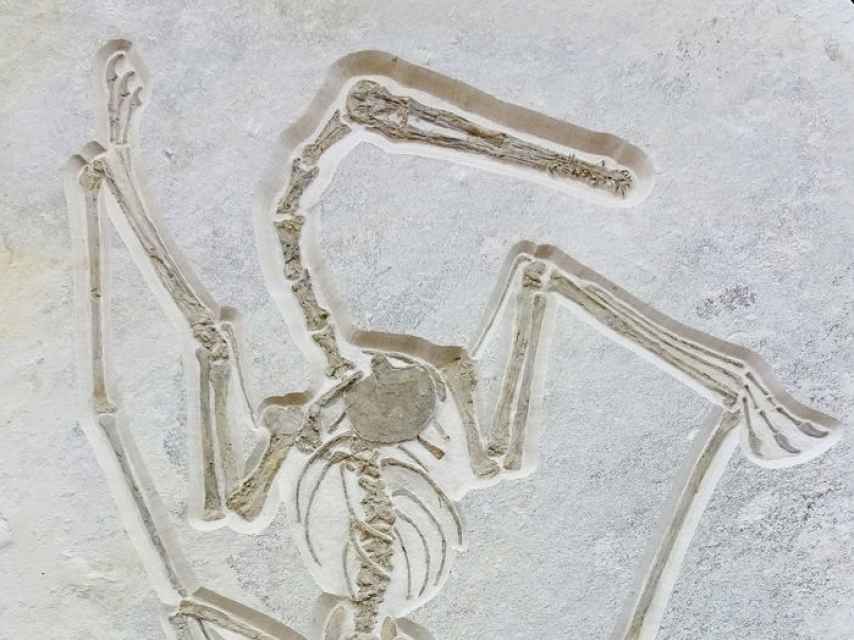 El ejemplar de pterosaurio cuya subasta se ha suspendido.