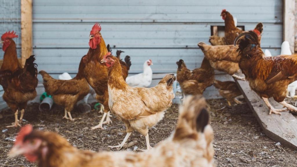 diferencia-entre-el-pollo-de-corral-y-el-industrial-1