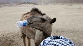 Un camello bebe agua en el desierto cercano al Mar Rojo, Egipto.