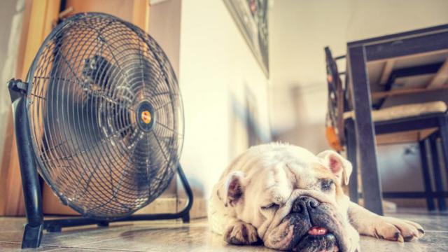 Un perro intenta combatir las altas temperaturas delante de un ventilador.