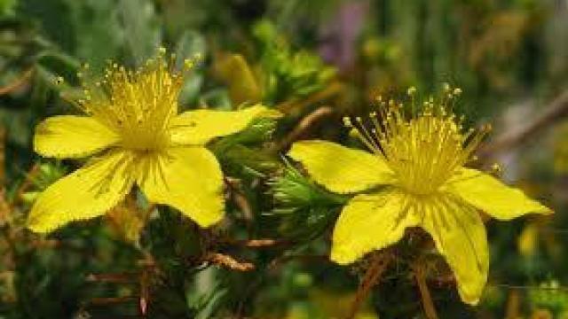 Flores de la hierba de San Juan.