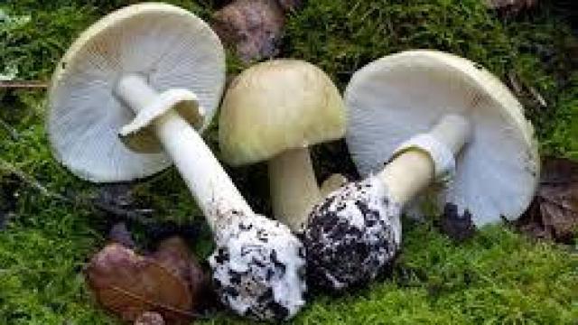 Tres ejemplares de Amanita phalloides.