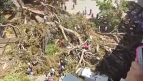 Cerca de 12 toneladas de ramas del ficus cayeron en la Plaza de Santo Domingo la pasada semana.