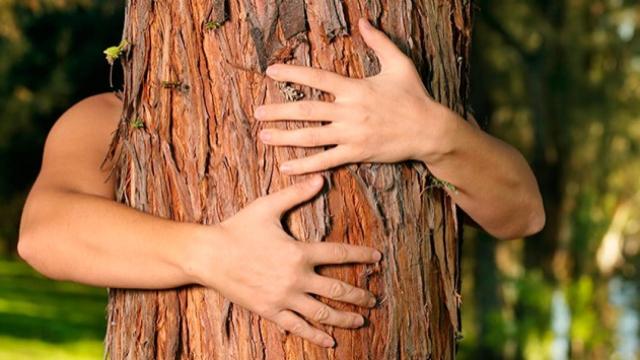 Abrazar un árbol es una práctica de los ecosexuales.