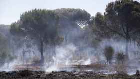 Un pinar con rescoldos todavía humeantes en el espacio protegido de Doñana