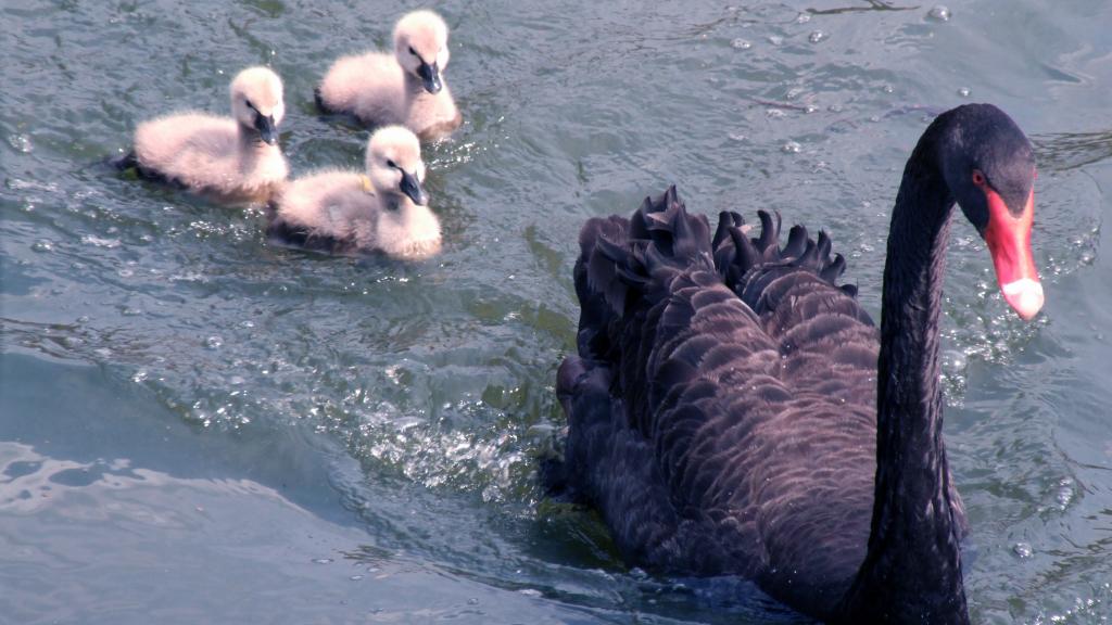 Un cuarto de las parejas de cisnes negros son homosexuales.