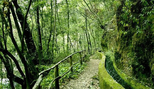 Bosque de laurisilva de Los Tilos en la isla de La Plama