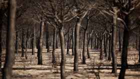Árboles quemados en el Parque Nacional de Doñana.