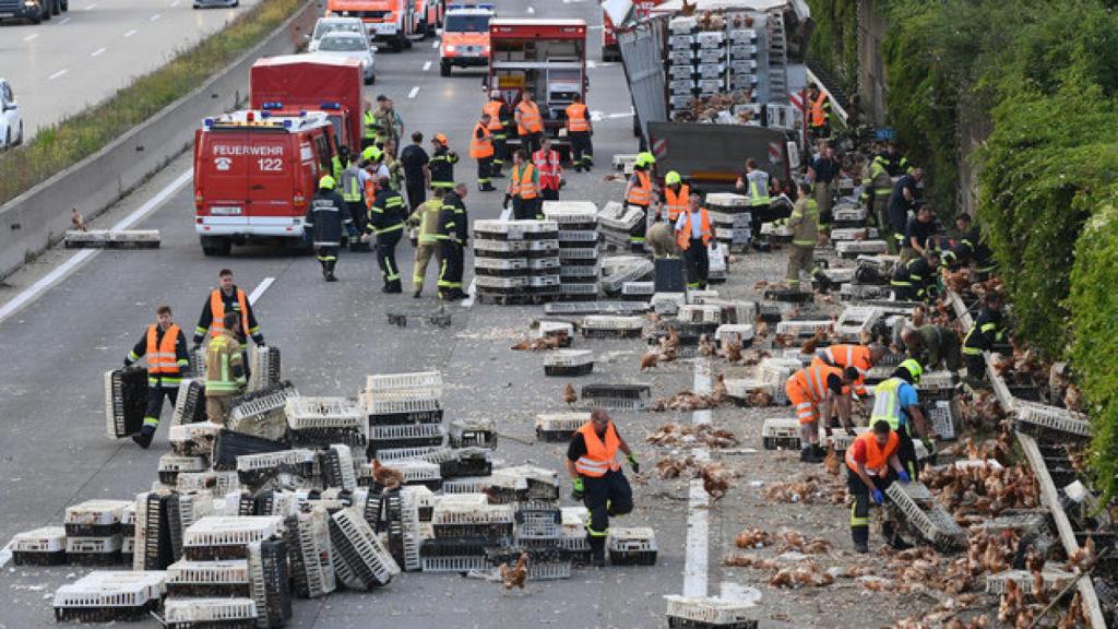 Imagen de las gallinas en medio de la autopista austriaca.