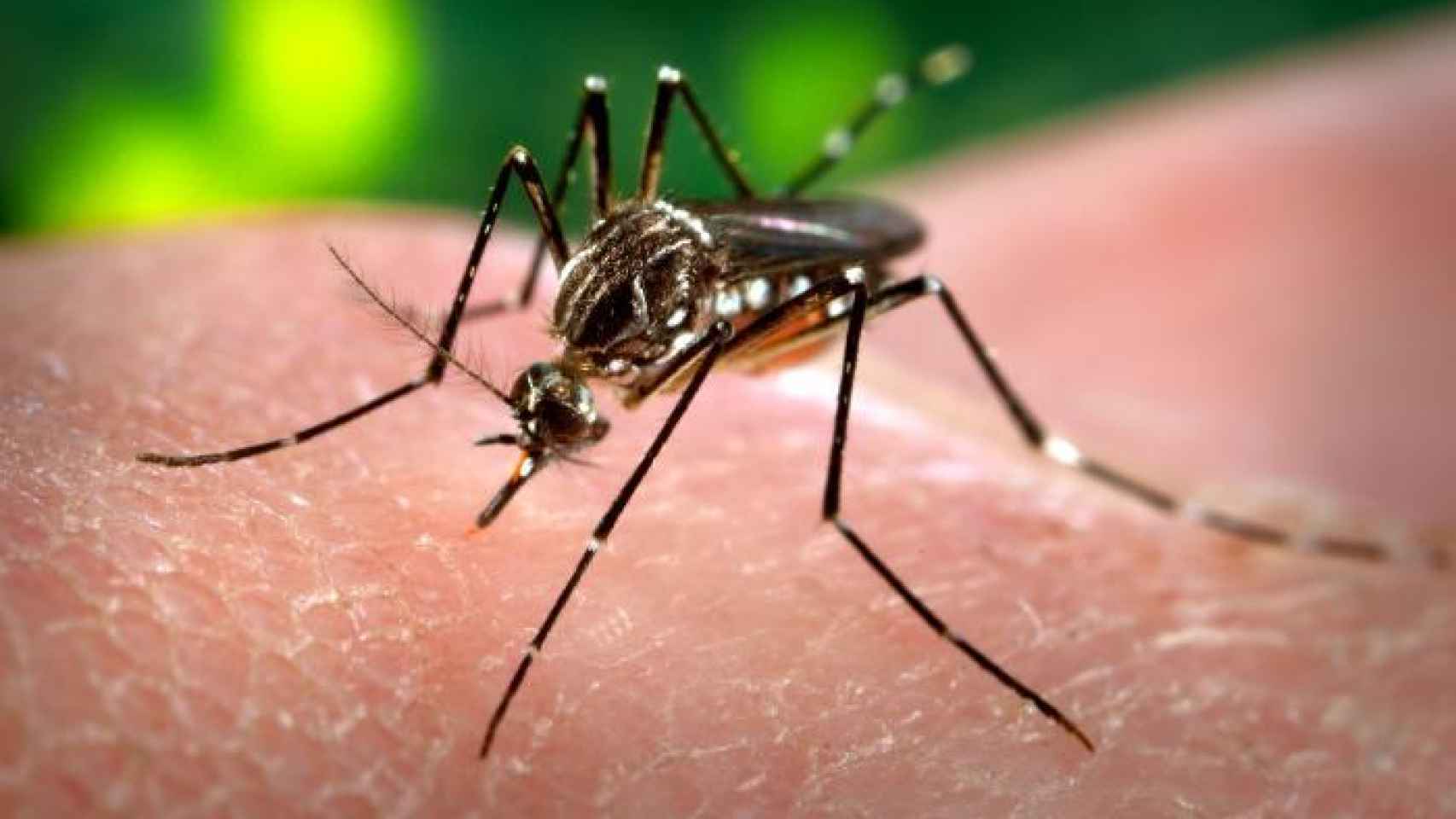 El mosquito 'Aedes Aegypti' transmite el virus del Zika.