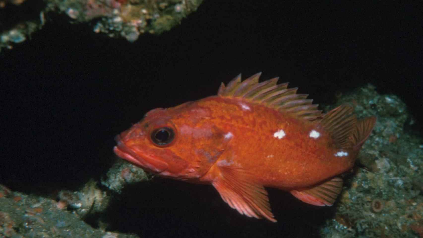El 'Sebastes Aleutianus' es uno de los peces más longevos del planeta.