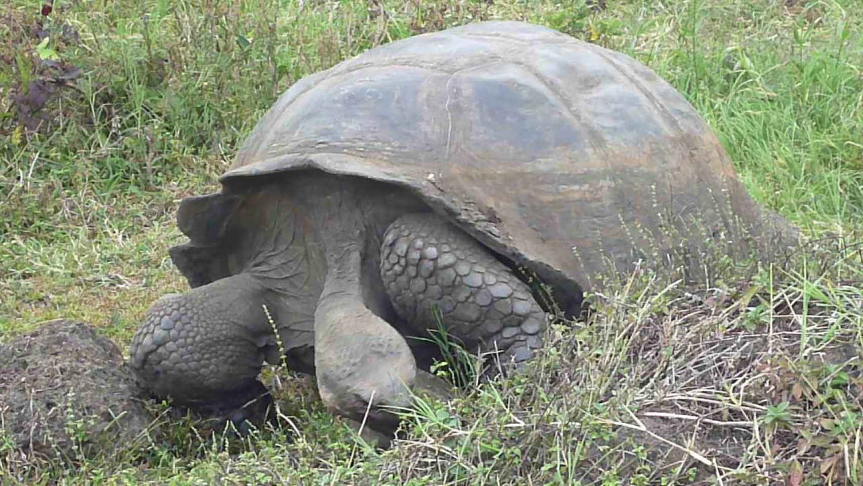 Las tortugas gigantes de las Galápagos pueden llegar a vivir hasta 175 años.