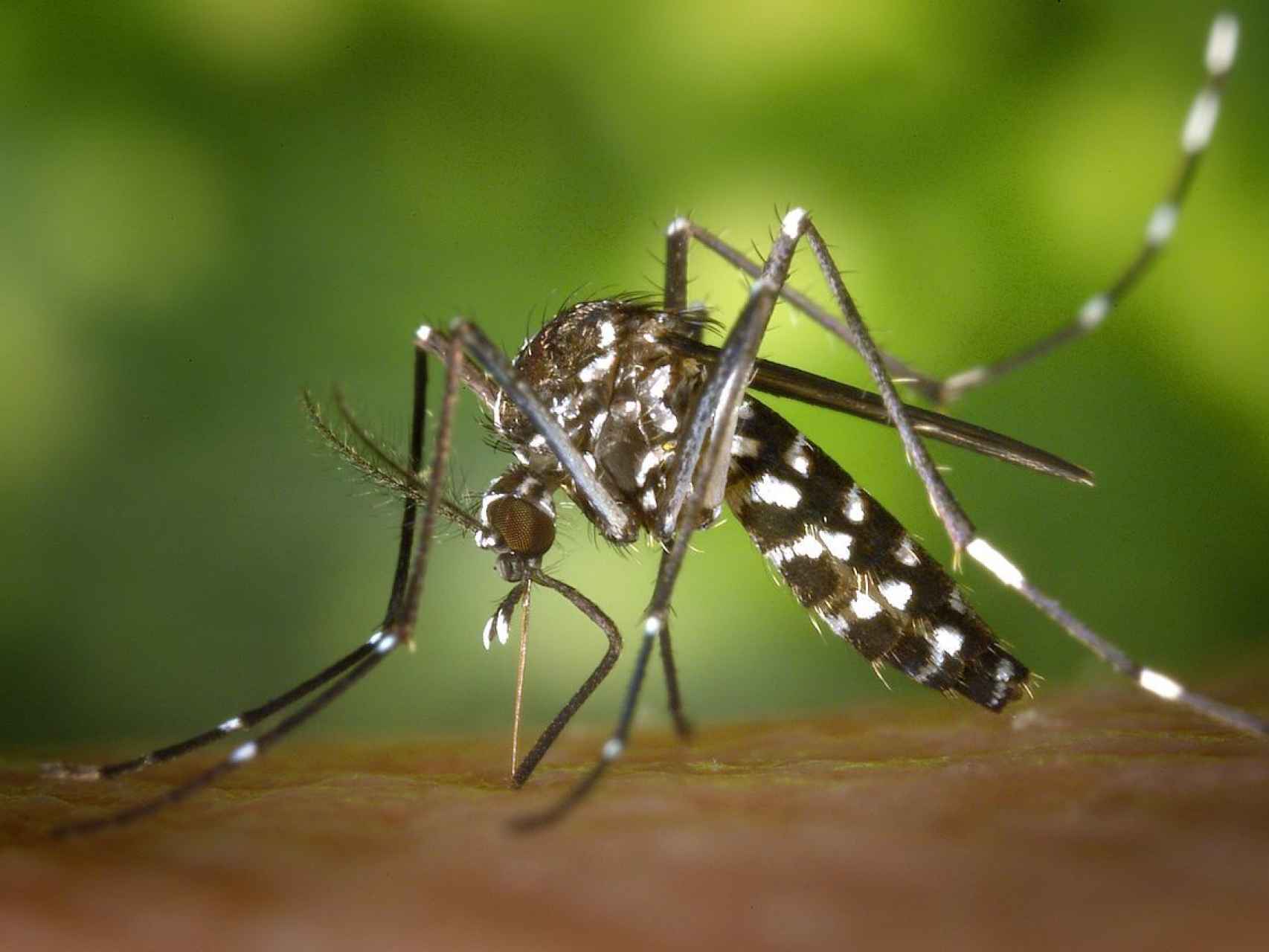 Un mosquito tigre o 'aedes albopictus' picando sobre la piel de un vertebrado.