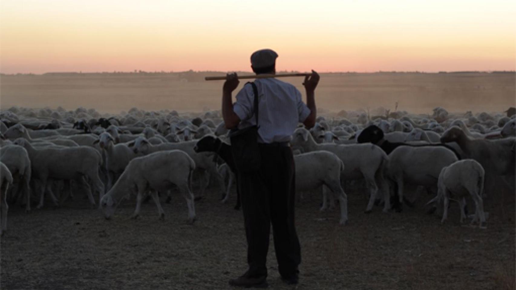Image: El pastor, un sólido drama rural