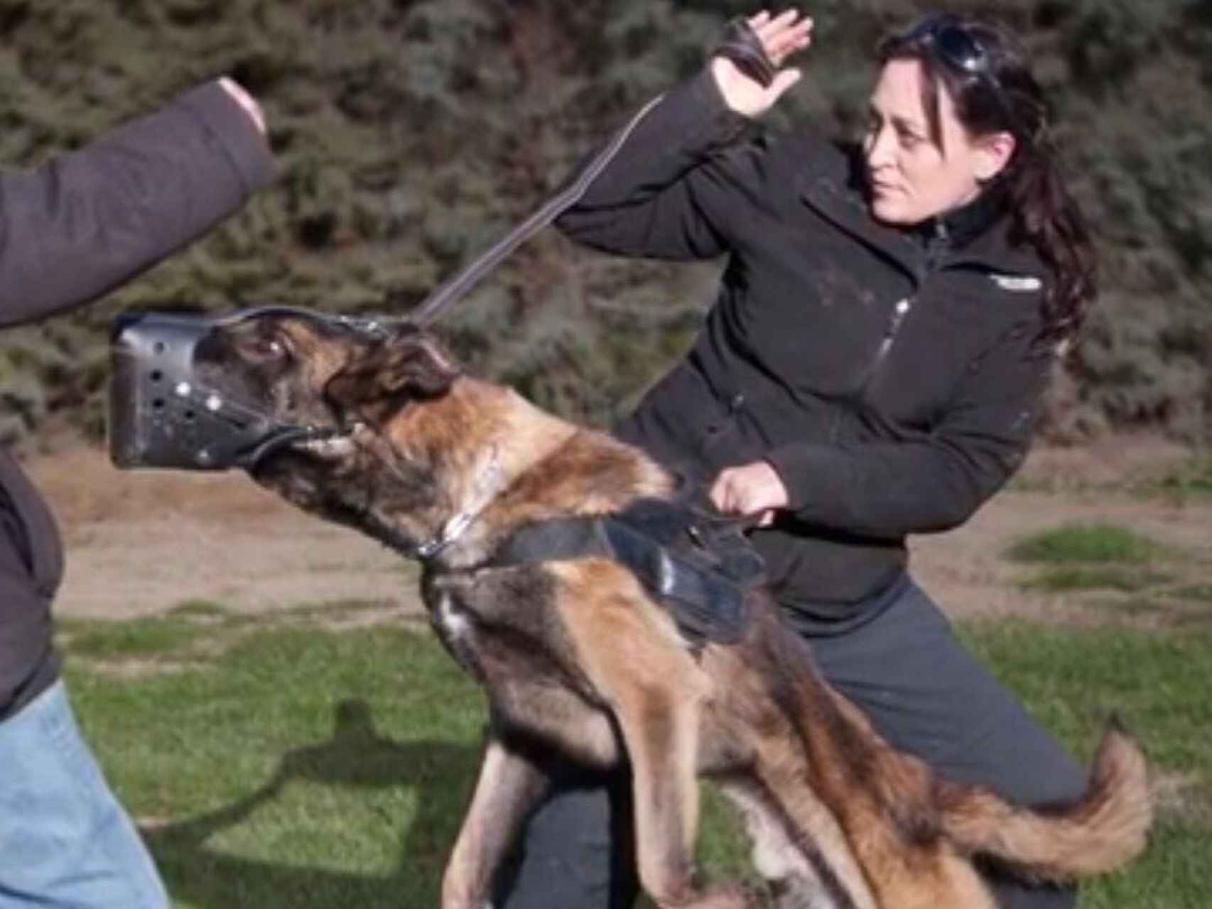 Este es el modo en que un perro defendería a su dueña.