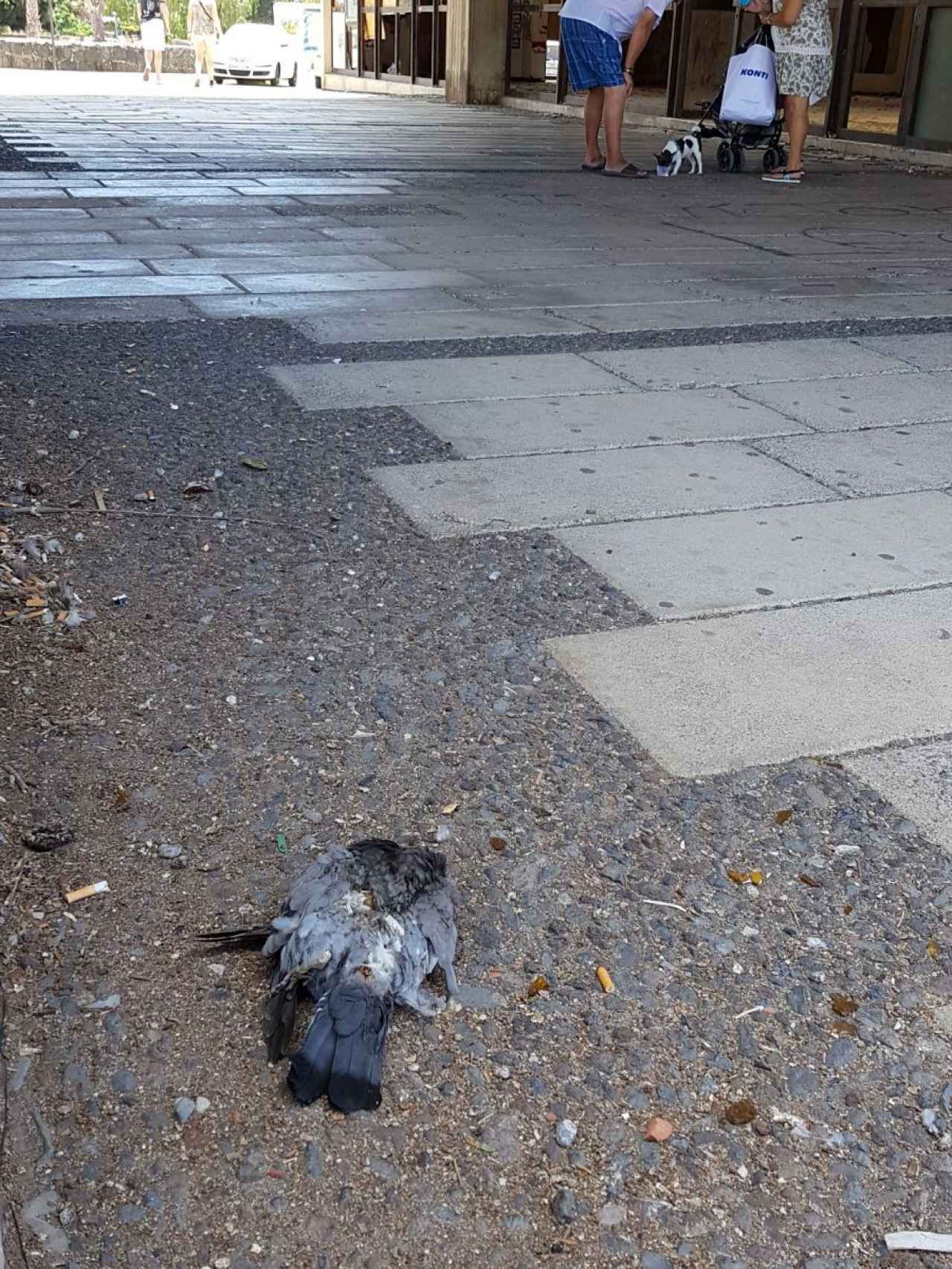 Las palomas muertas forman parte del paisaje urbano habitual de Ten-Bel