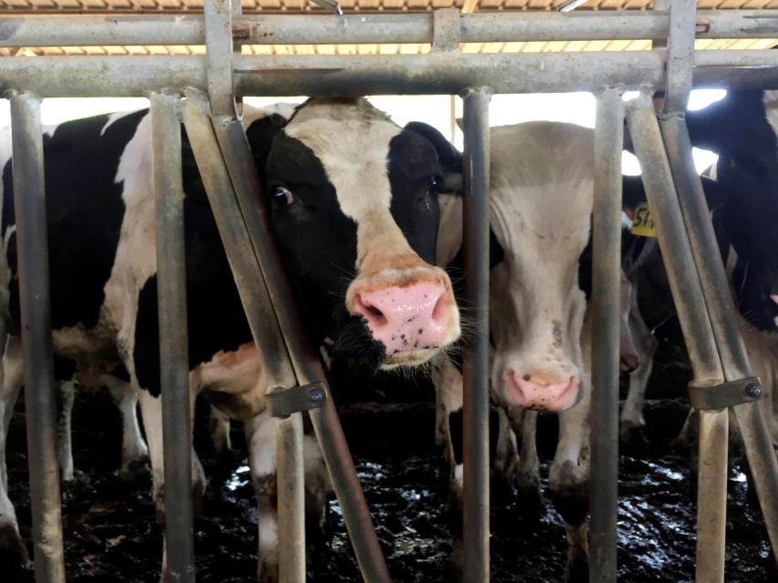 Cientos de vacas han llegado por avión a Qatar en los últimos días.