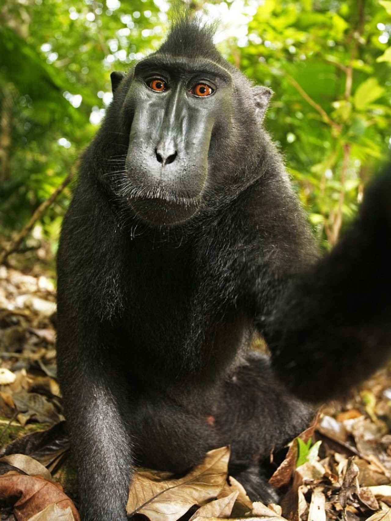 El otro selfie del macaco, en el que se comprueba cómo manipula la cámara.